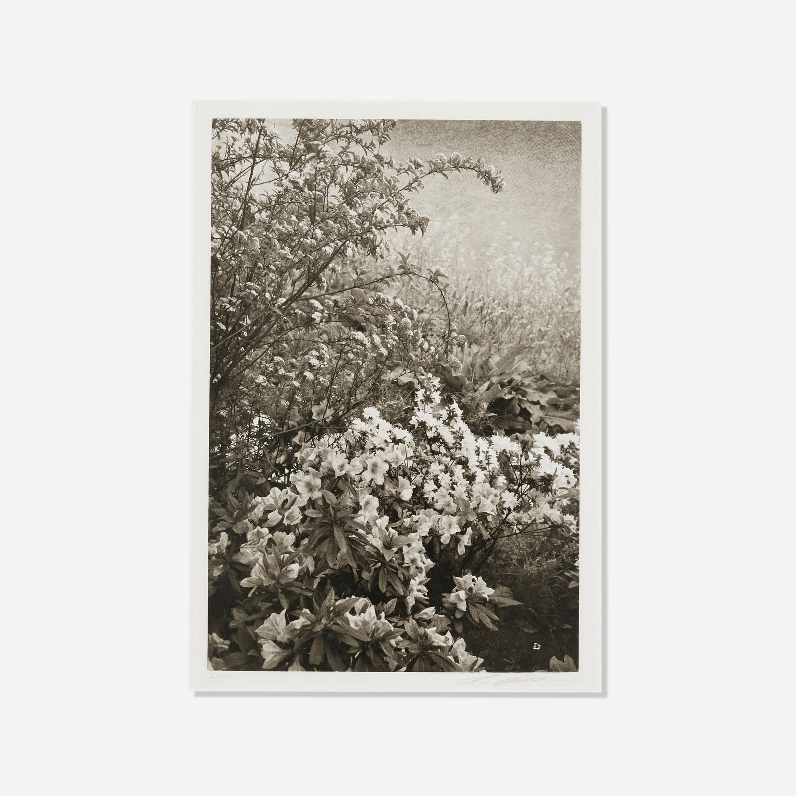 Lee Friedlander, Untitled (from the Cherry Blossom Time in Japan series): Lee Friedlander Untitled (from the Cherry Blossom Time in Japan series) 1986photogravure on BFK Rives image: 12.75 h x 8.5 w in (32 x 22 cm) sheet: 19 h x 15 w in (48 x 38 cm) Signed and nu