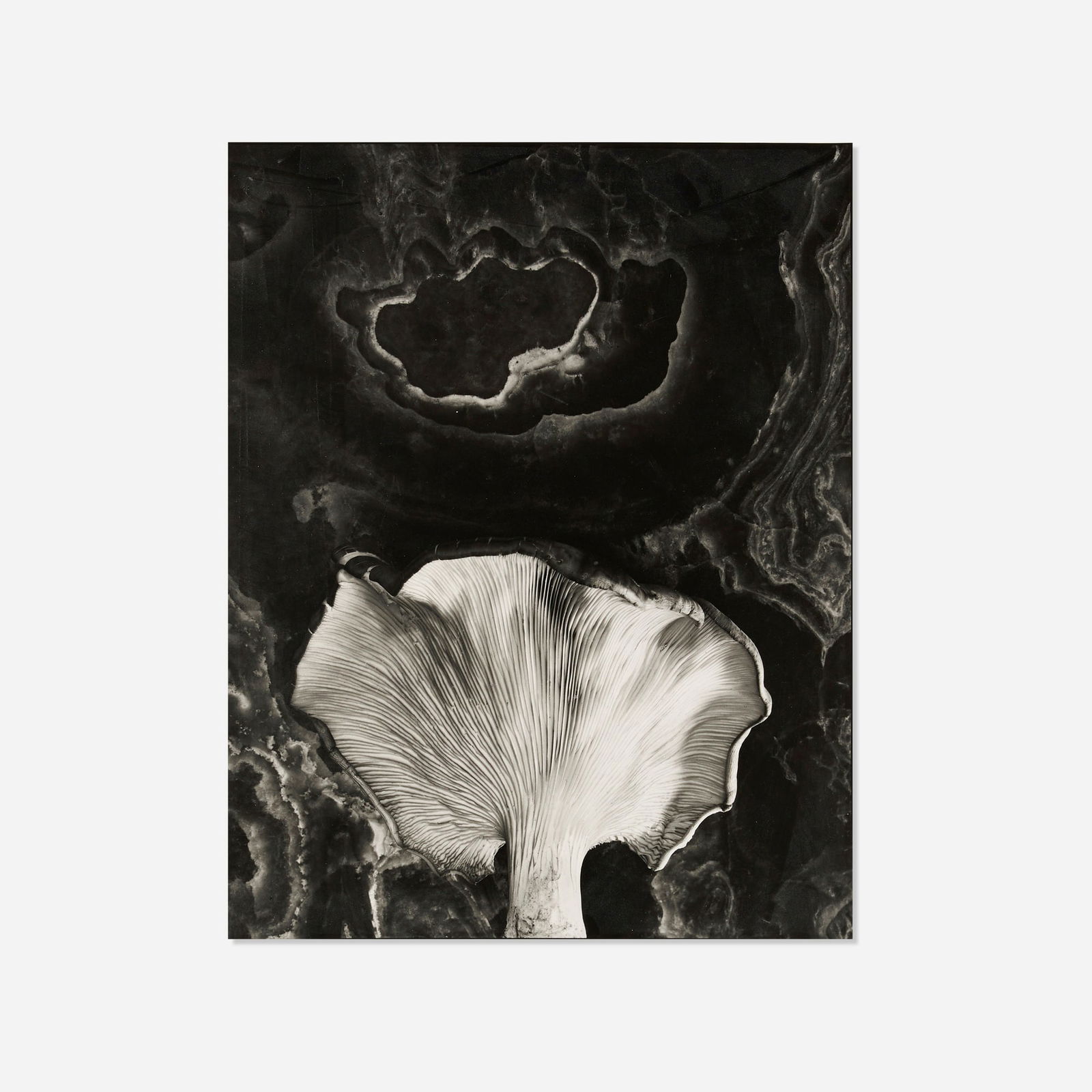 Paul Caponigro, Fungus, Ipswich, MA: Paul Caponigro Fungus, Ipswich, MA 1961 / printed latergelatin silver print image: 13.125 h x 10.5 w in (33 x 27 cm) sheet: 13.5 h x 10.875 w in (34 x 28 cm) mount: 22 h x 18 w in (56 x 46 cm)<