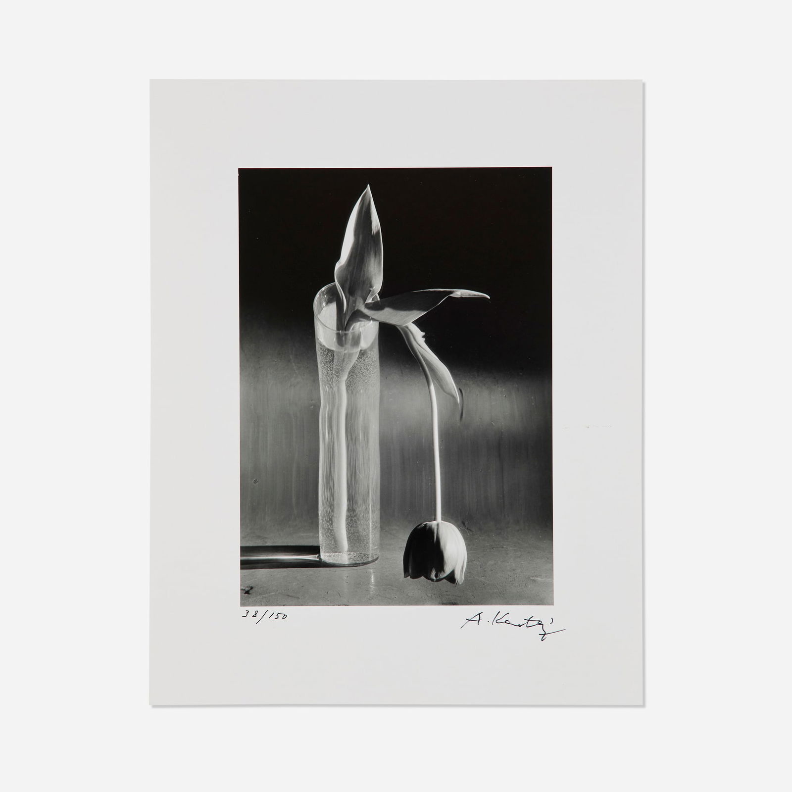 Andre Kertesz, Melancholic Tulip: Andre Kertesz Melancholic Tulip 1939 / printed latergelatin silver print image: 9.625 h x 7 w in (24 x 18 cm) sheet: 14 h x 11 w in (36 x 28 cm) Signed and numbered to margin '38/150 A. Ker