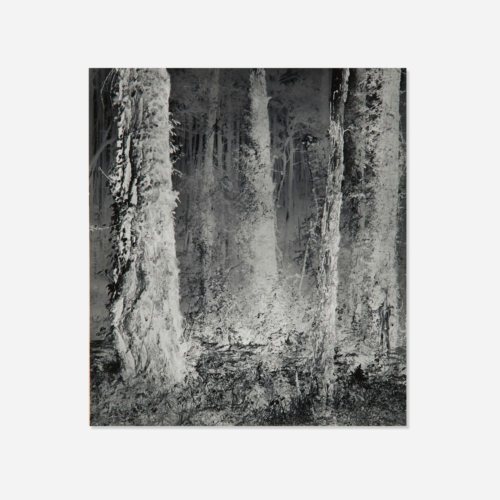 Wynn Bullock, The Forest (1 of 4)