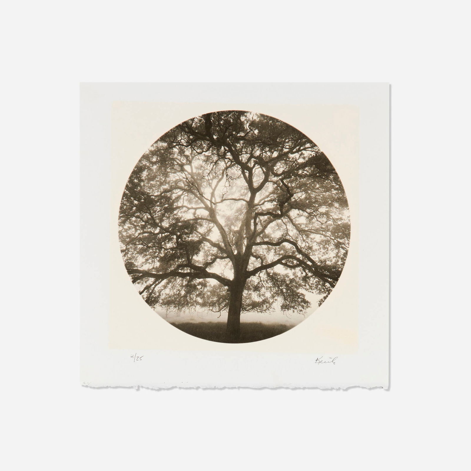Kerik Kouklis, Radial Oak El Dorado, CA: Kerik Kouklis Radial Oak El Dorado, CA 1998 / printed 2002gum bichromate over platinum print image: 7.5 dia in (19 cm) sheet: 10 h x 10 w in (25 x 25 cm) Signed and numbered to lower margin