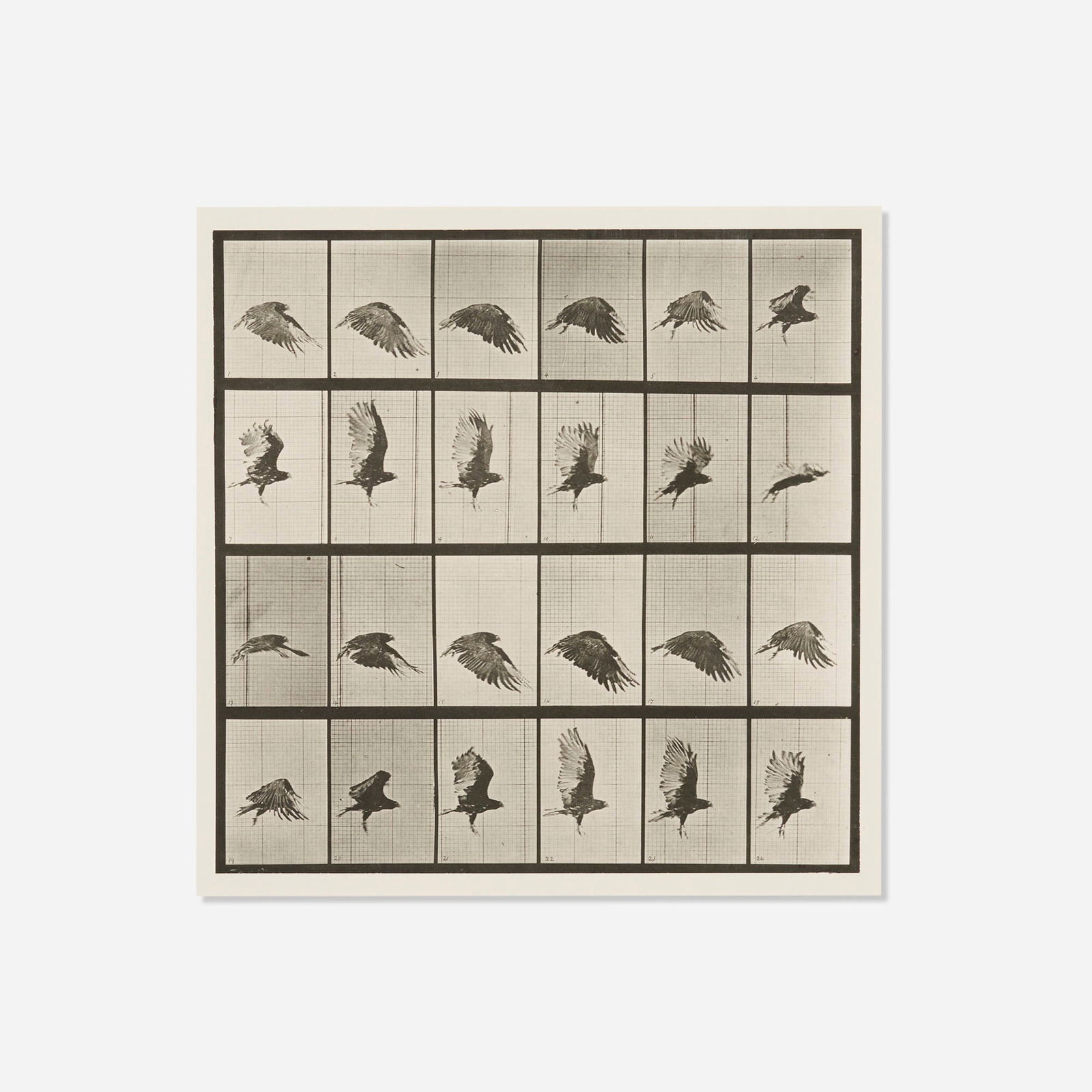 Eadweard Muybridge, Plate 765 (from the Animal Locomotion series): Eadweard Muybridge Plate 765 (from the Animal Locomotion series) 1887vintage collotype image: 10.625 h x 10.625 w in (27 x 27 cm) sheet: 18.5 h x 23.75 w in (47 x 60 cm) Printed title, date
