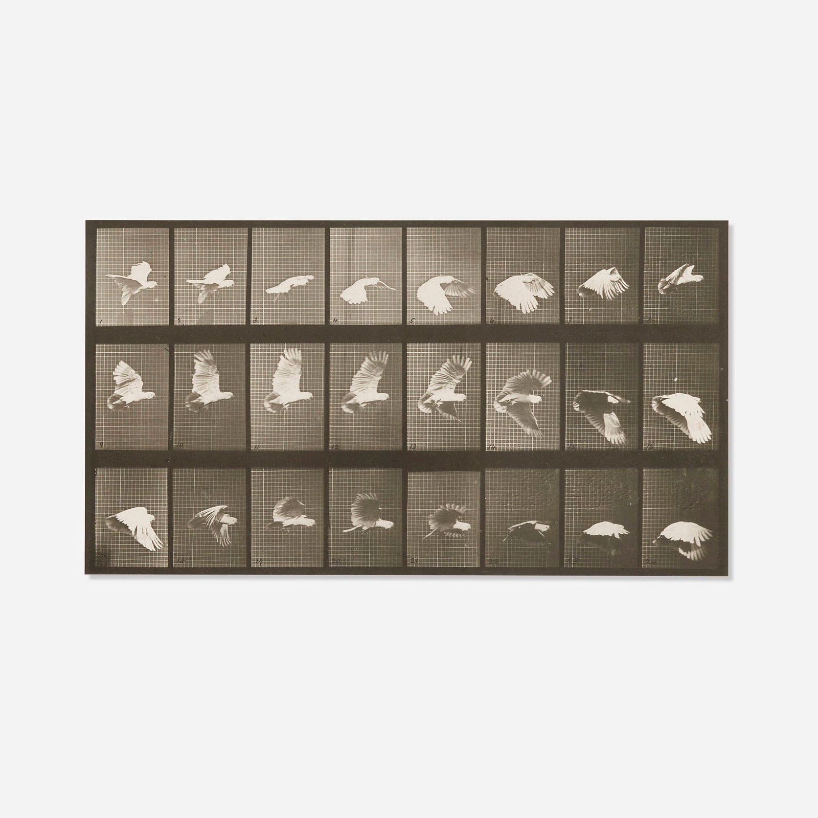 Eadweard Muybridge, Plate 758 (from the Animal Locomotion series): Eadweard Muybridge Plate 758 (from the Animal Locomotion series) 1887vintage collotype image: 8 h x 14.625 w in (20 x 37 cm) sheet: 17.125 h x 23.625 w in (43 x 60 cm) Printed title, date a
