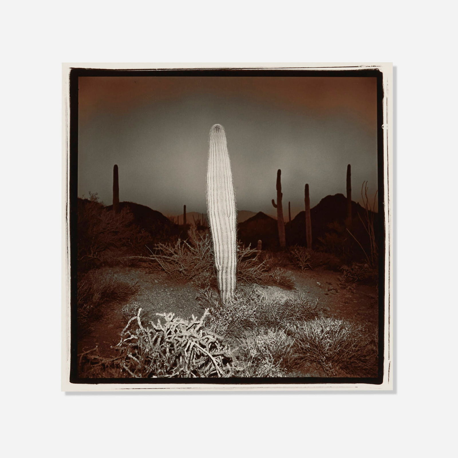 Richard Misrach, Saguaro Cactus #51: Richard Misrach Saguaro Cactus #51 1975 / printed 1977 vintage split-toned gelatin silver print image: 15 h x 15 w in (38 x 38 cm) sheet: 20 h x 16 w in (51 x 41 cm) Signed, titled, dated and