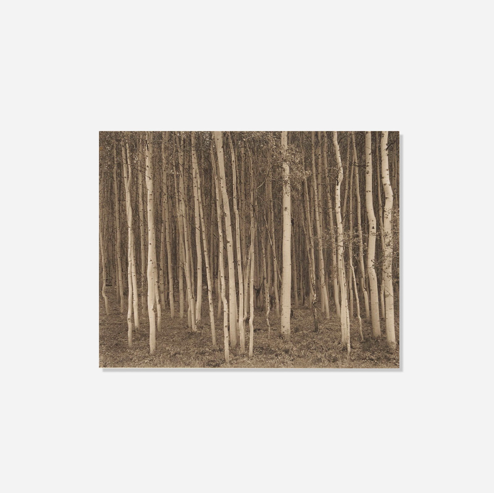 George A. Tice, Aspen Grove, Aspen, Colorado: George A. Tice Aspen Grove, Aspen, Colorado 1969 vintage platinum palladium contact print image: 7.5 h x 9.5 w in (19 x 24 cm) mount: 14 h x 17 w in (36 x 43 cm) Signed to lower margin 'Geo. A.