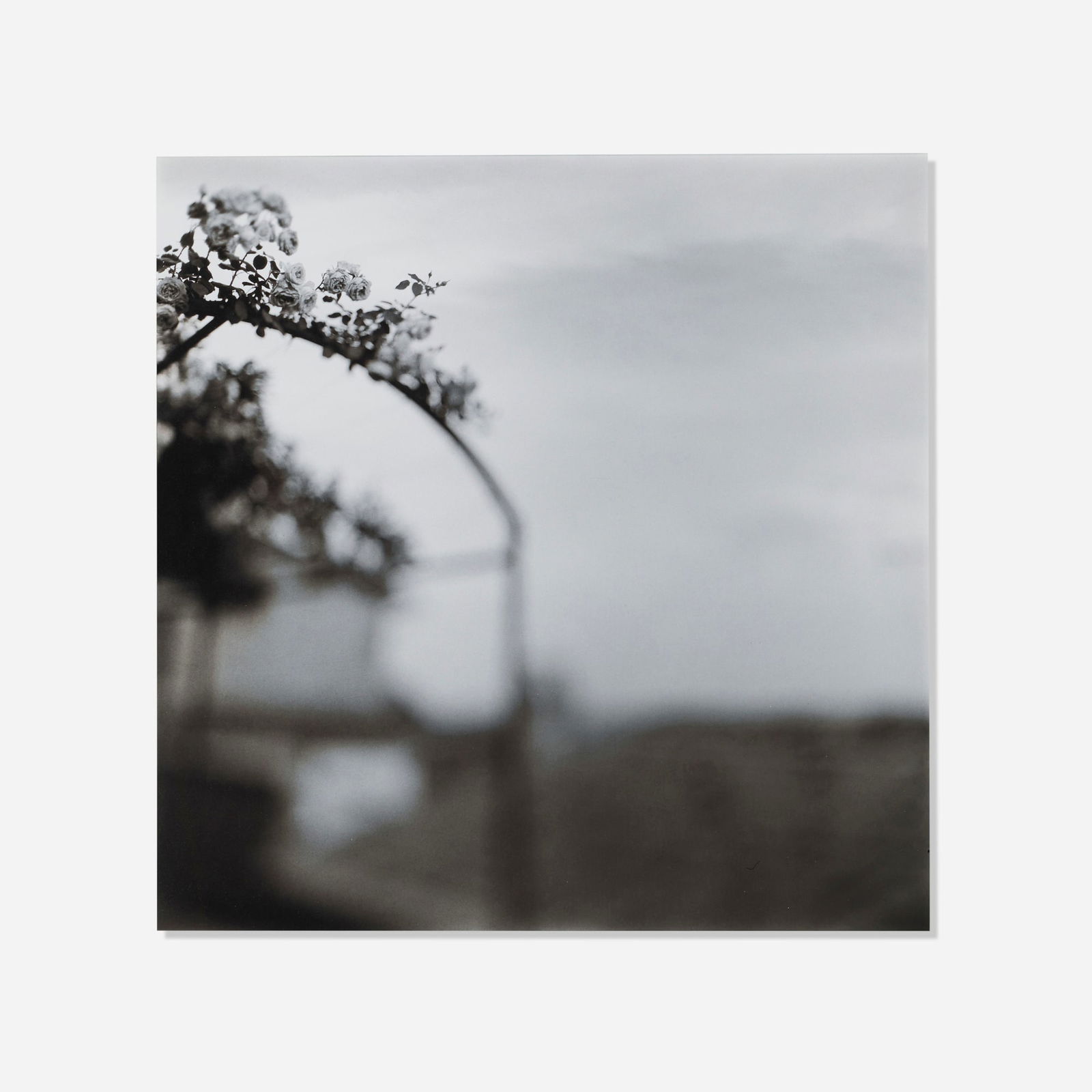 Keith Carter, Rose Arbor (Gold Toned): Keith Carter Rose Arbor (Gold Toned) 1998 toned gelatin silver print image: 15.375 h x 15.375 w in (39 x 39 cm) sheet: 19.875 h x 16 w in (50 x 41 cm) Signed, titled, dated and numbered to verso