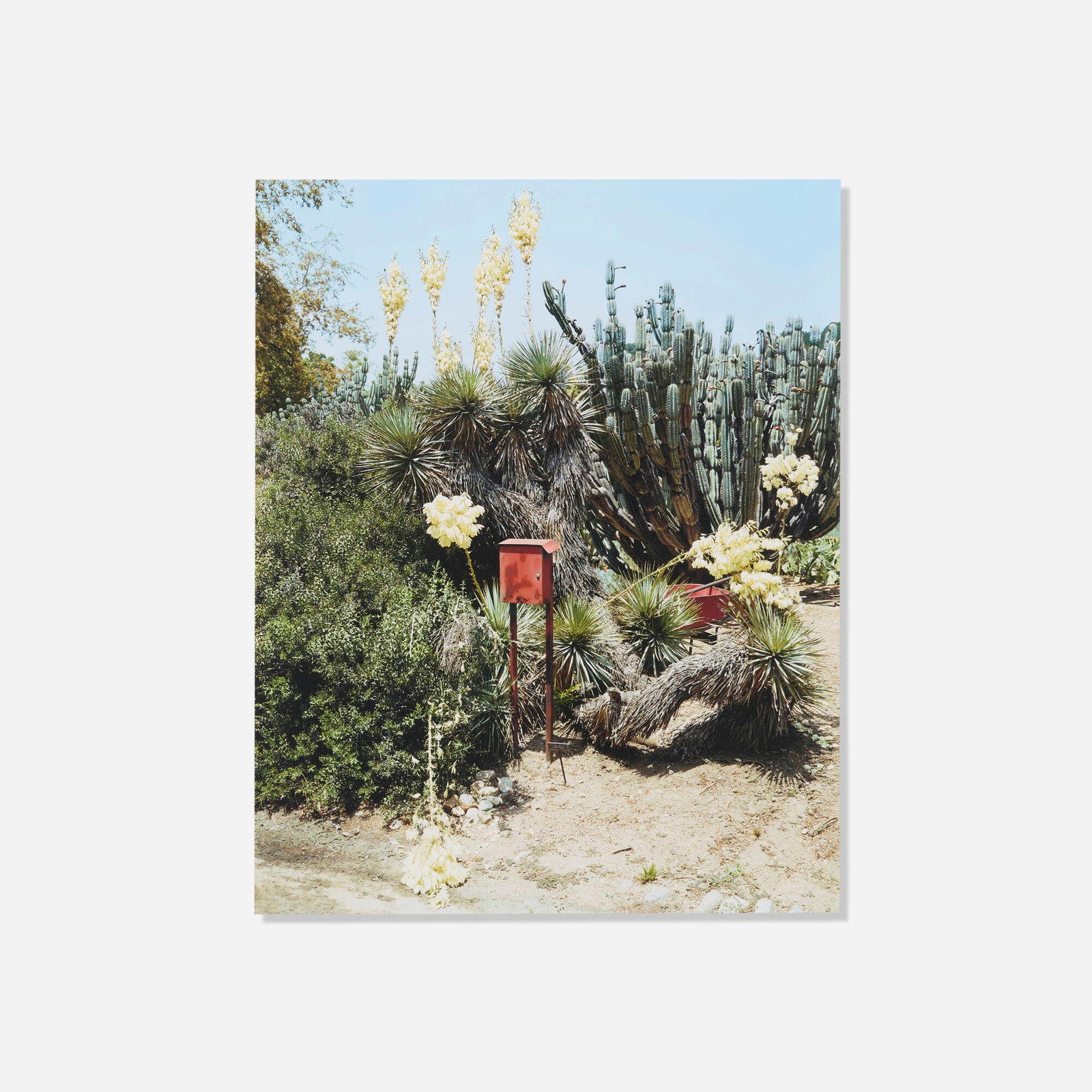 Scott McFarland, Yucca thompsoniana: Scott McFarland Yucca thompsoniana 2005 inkjet print mounted to foamboard image: 16.25 h x 13 w in (41 x 33 cm) sheet: 27.5 h x 24.25 w in (70 x 62 cm) Signed to label on frame verso 'S.