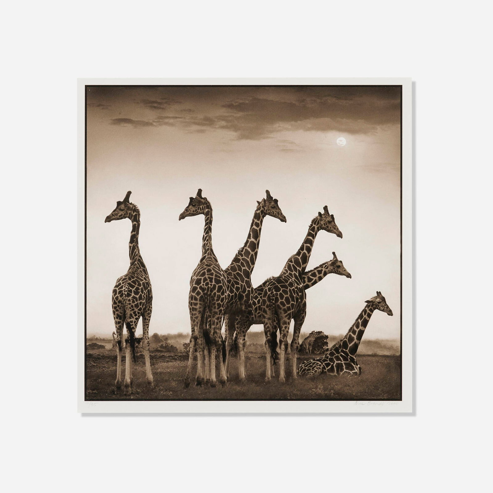 Nick Brandt, Giraffe Fan, Aberdares (1 of 4)