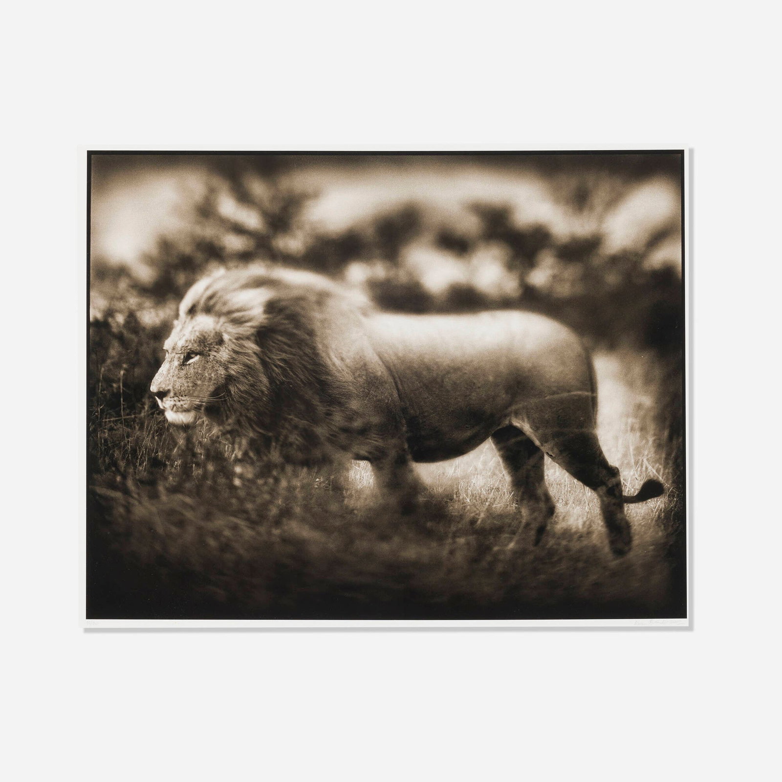 Nick Brandt, Windswept Lion, Serengeti (1 of 4)
