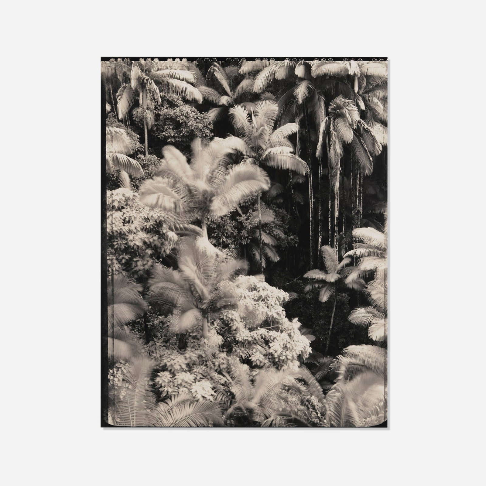 Laura McPhee and Virginia Beahan, Palm Trees, Hawaii: Laura McPhee and Virginia Beahan Palm Trees, Hawaii 1991 polytoned gelatin silver print from Polaroid Positive/Negative 4 x 5 film sight: 18.5 h x 14.25 w in (47 x 36 cm) Provenance: