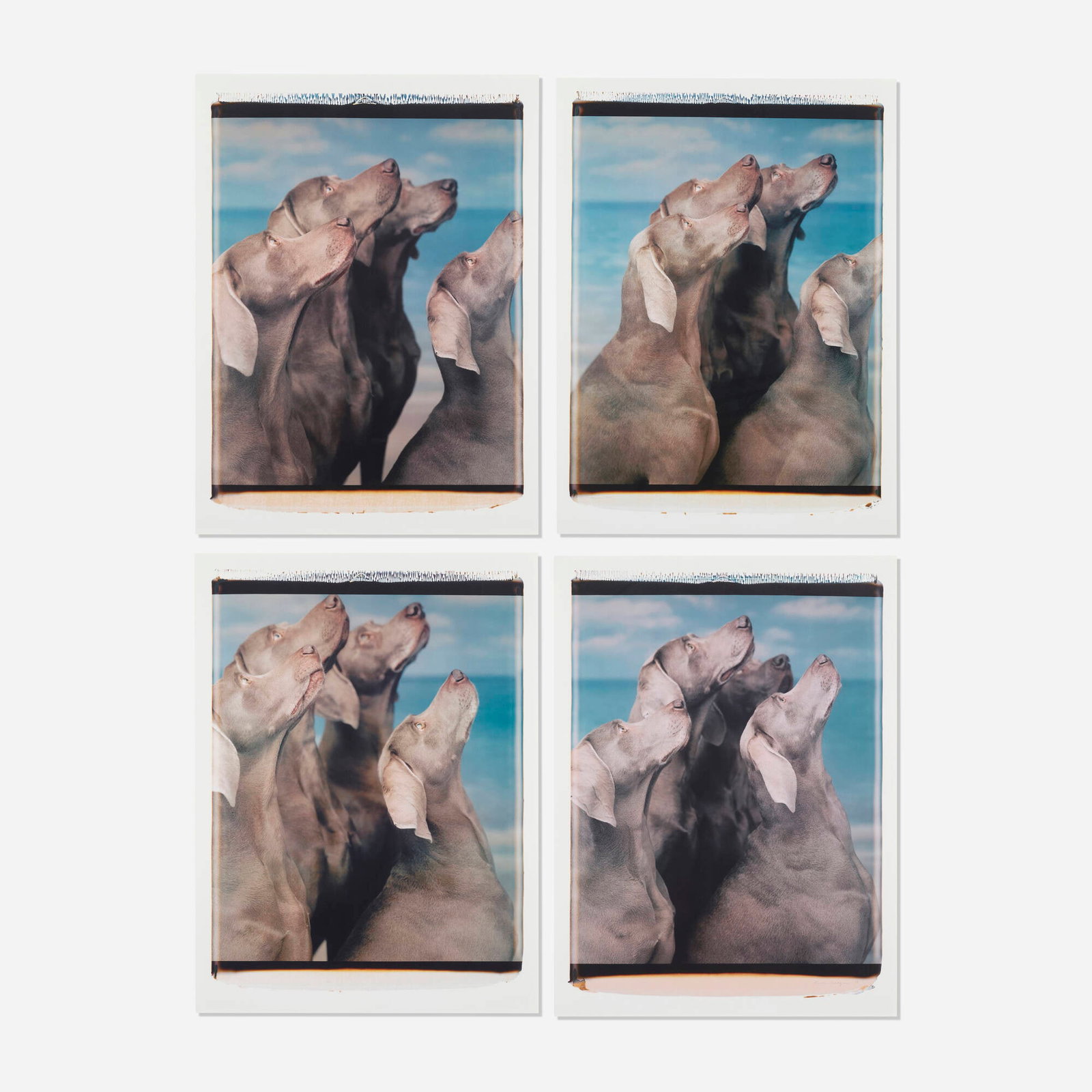 William Wegman, Flock (four works) (1 of 3)