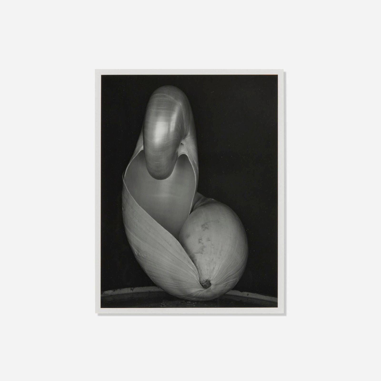 Edward Weston, Shells (1 of 4)