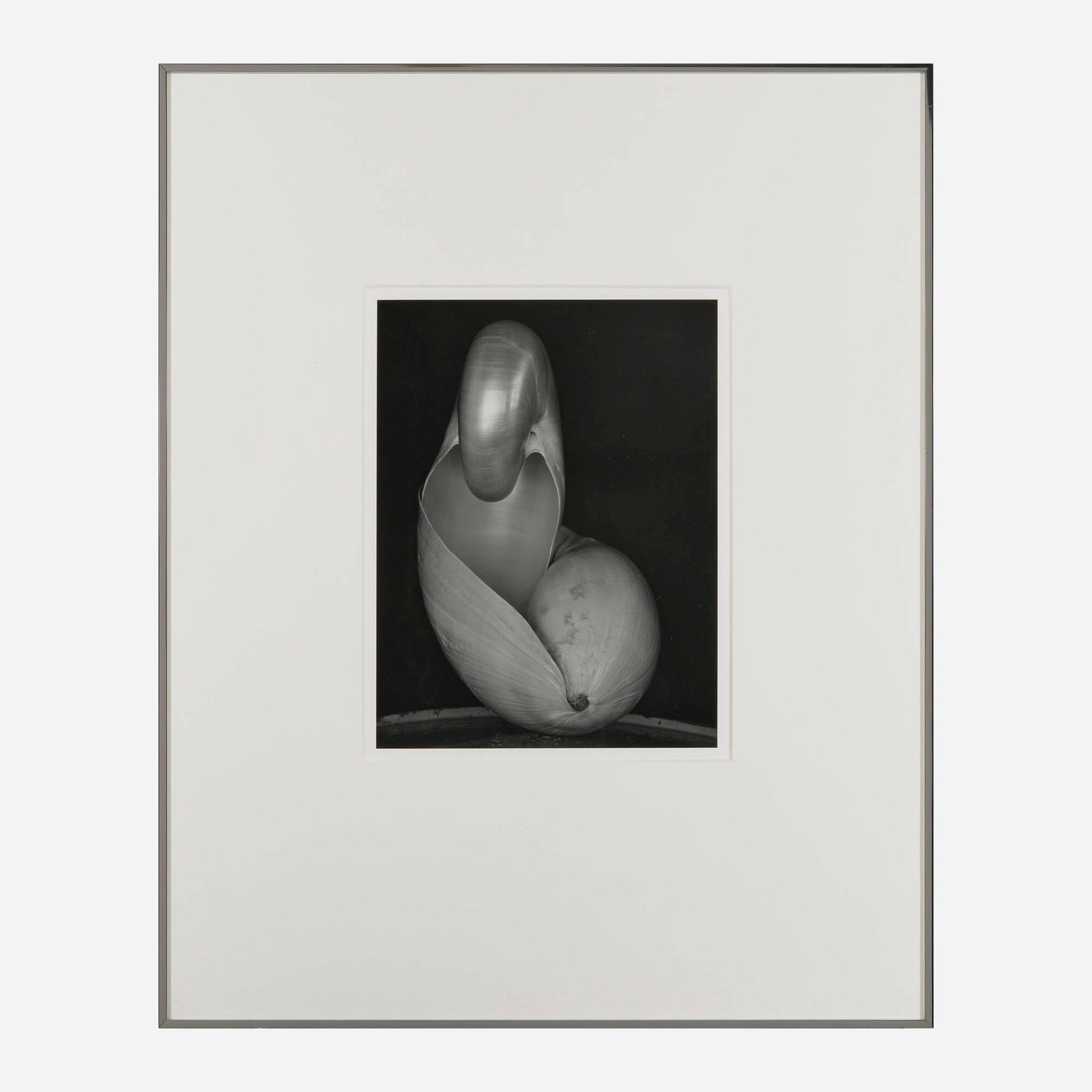 Edward Weston, Shells - 2