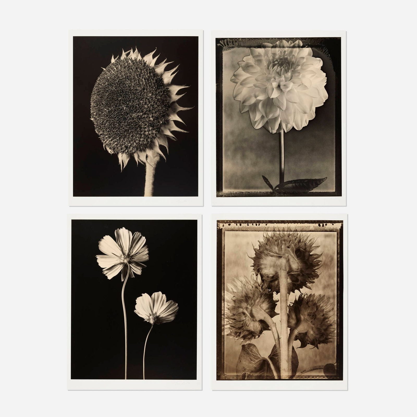 Tom Baril, Four works: Tom Baril Four works 1995-2001 toned gelatin silver print image (each): 23.25 h x 18.25 w in (59 x 46 cm) mount (each): 26 h x 20 w in (66 x 51 cm) Lot is comprised of Solarized Dahlia</