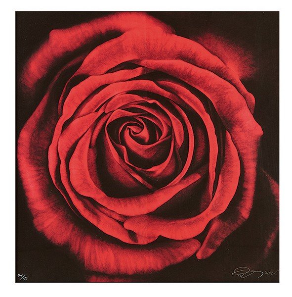Robert Longo, Untitled (Rose): Robert Longo Untitled (Rose) 2005 Digital pigment print on Crane Museo paper #44 of 75 Signed and dated in graphite lower right sheet; edition lower left Image/sheet (vis.): 13.5" x 13.5"; Frame: 21.5