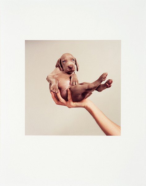 William Wegman, Hand Some (1 of 1)