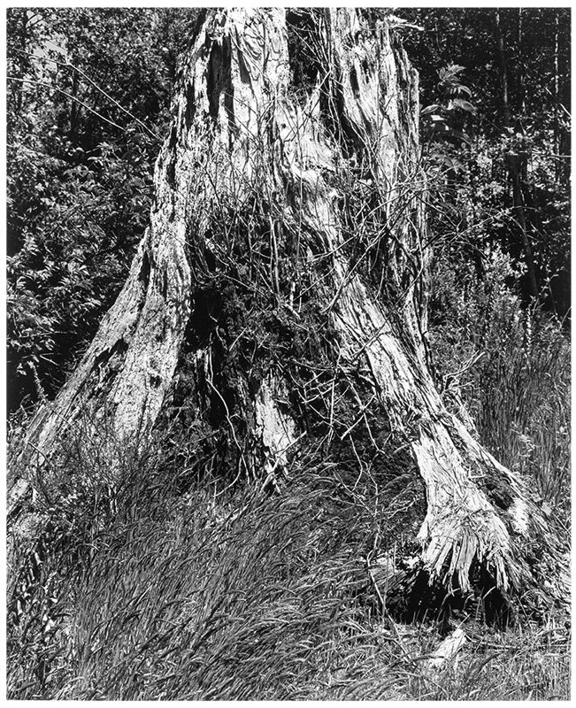 Robert Adams, Old Growth Stump, Cape Disappointment... (1 of 1)