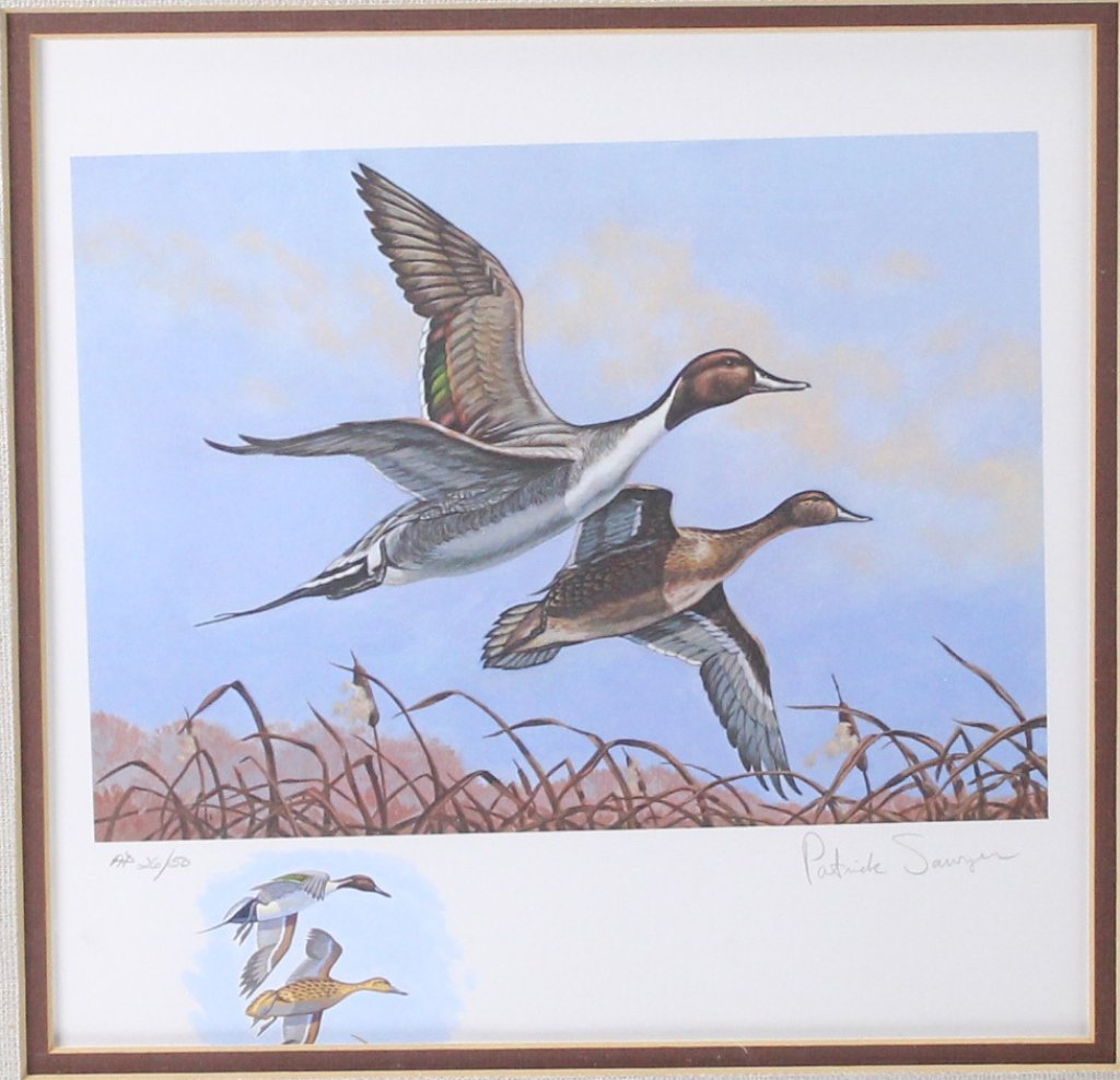 Pin Tail Duck Print (1 of 3)