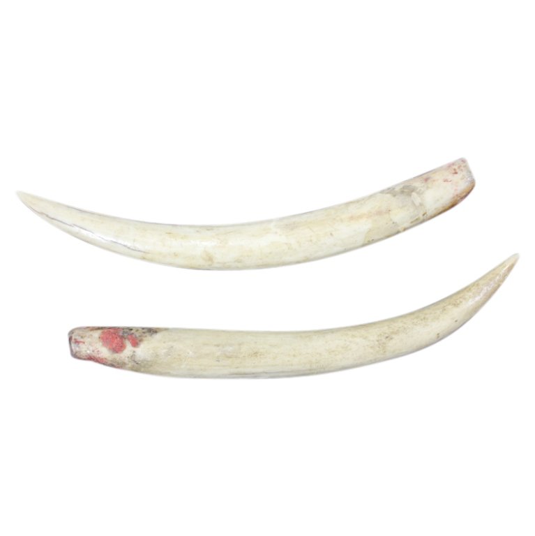 Babirusa Tusks: Est. $ 120 - 300 Babirusa Tusks. A pair of Indonesian Babirusa tusks. These tusks were harvested from tribal food source animals not commercially hunted. Tusks measure approximately 8inches each.