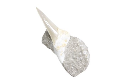 Fossil Shark Tooth in Matrix: Est. $ 20 - 30 Fossil Shark Tooth in Matrix. A fossilized shark tooth in limestone matrix tooth measures 3 inches long with a 2inch base.