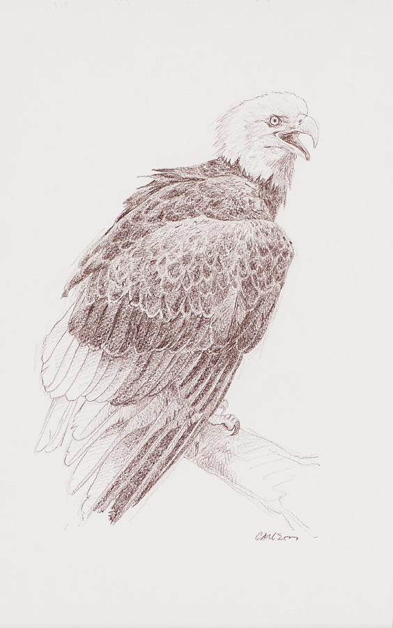 Ken Carlson Eagle (1 of 3)