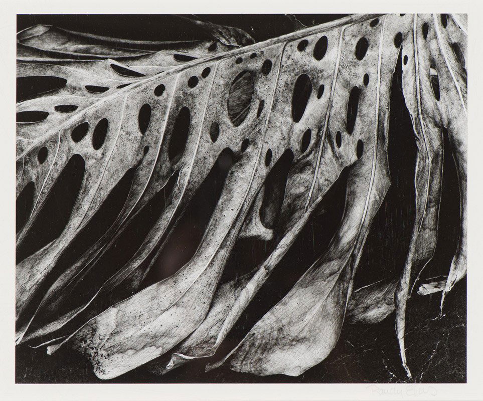Randy Efros Untitled, Leaf (1 of 2)