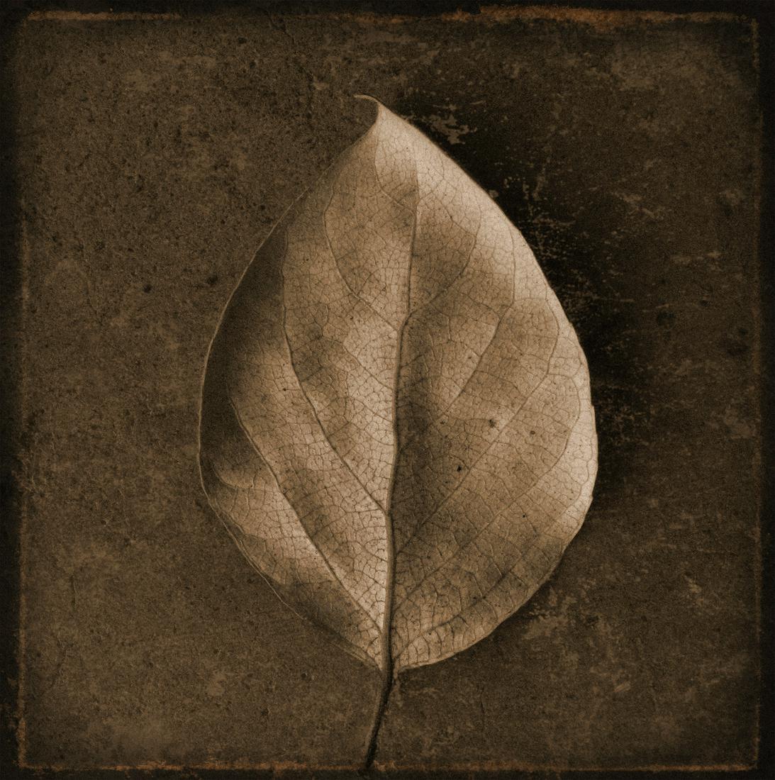 Linda Ingraham Botanica Leaf (1 of 1)