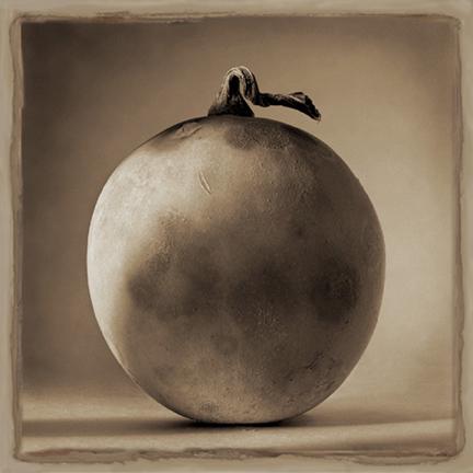 Linda Ingraham Gourd Study #1 (1 of 1)