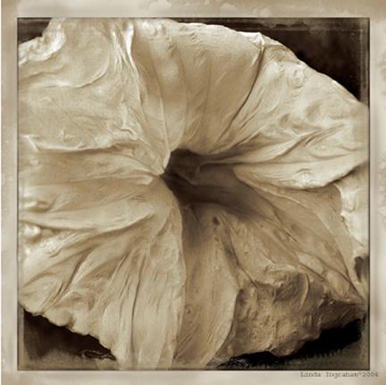 Linda Ingraham Datura I (1 of 1)