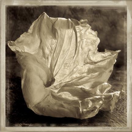 Linda Ingraham Datura III (1 of 1)