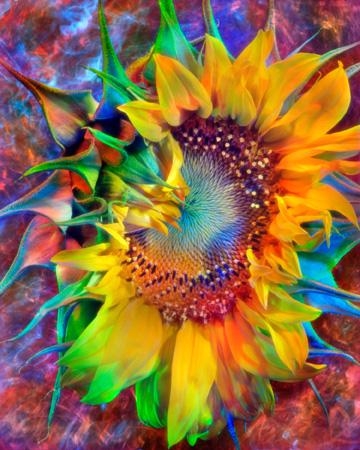William Lesch Flower 05 - Sunflower (1 of 1)