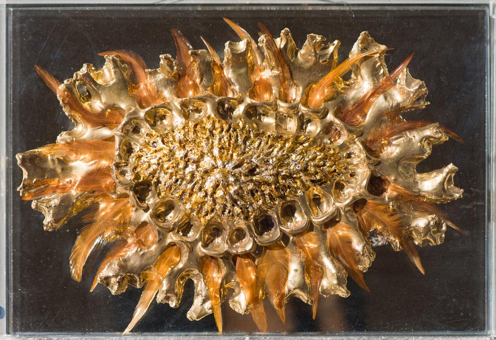 Ken Shores Feather Fetish #4: Ken Shores (American, 1928-2014) Feather Fetish #4 Iridized gold ceramic with feathers in acrylic casing 9 x 13.75 (in) 10.25 x 15.25 x 4.125 (in) framed Unsigned Titled on tape, verso.