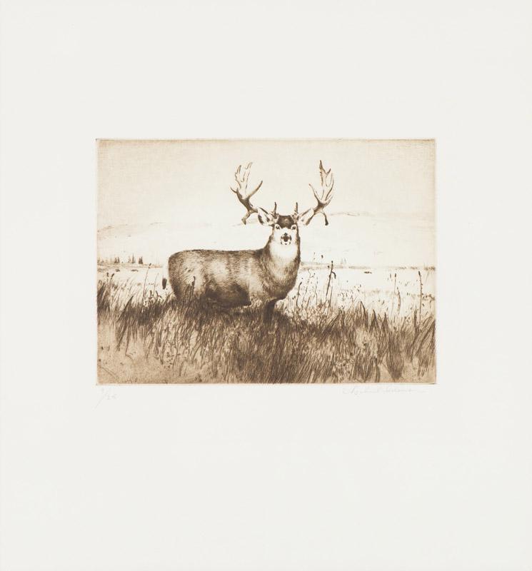 Michael Coleman Mule Deer, 1983: Michael Coleman (American, b. 1946) Mule Deer, 1983 Drypoint etching on German Etching paper ed. 9 of 25 16.75 x 15.75 (in) 19.75 x 18.75 x 0.75 (in) framed Signed in pencil Michael Coleman, lower rig