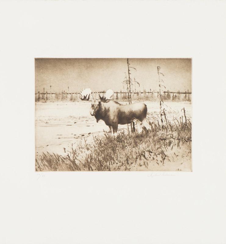 Michael Coleman Standing Moose, 1983: Michael Coleman (American, b. 1946) Standing Moose, 1983 Drypoint etching and aquatint on German Etching paper ed. 15 of 25 17 x 15.625 (in) 19.875 x 18.625 x 0.75 (in) framed Signed in pencil Michael