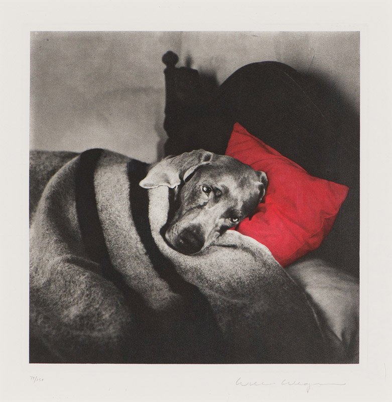 William Wegman Cinderella Sleeping, 1994 (1 of 2)