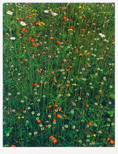 Eliot Porter Hawkweed in Meadow, 1968, printed 1981: Eliot Porter (American, 1901-1990) Hawkweed in Meadow, 1968, printed 1981 Dye transfer mounted on archival board in Arches paper folder 16 x 12.375 (in) 24 x 20 (in) mount size Signed in pencil Eliot