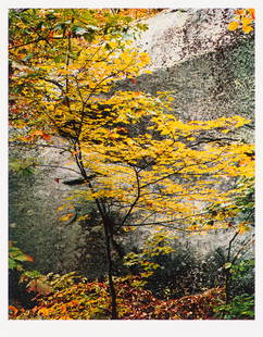 Eliot Porter Maple Sapling and Rock, 1953, printed 1981: Eliot Porter (American, 1901-1990) Maple Sapling and Rock, 1953, printed 1981 Dye transfer mounted on archival board in Arches paper folder 15.9375 x 12.625 (in) 24 x 20 (in) mount size Signed in