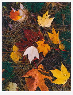 Eliot Porter Maple Leaves and Pine Needles, 1956, printed 1981: Eliot Porter (American, 1901-1990) Maple Leaves and Pine Needles, 1956, printed 1981 Dye transfer mounted on archival board in Arches paper folder 16 x 12.3125 (in) 24 x 20 (in) mount size Signed