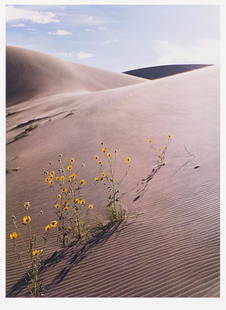 Eliot Porter Sunflower and Sand Dune, 1959, printed 1981: Eliot Porter (American, 1901-1990) Sunflower and Sand Dune, 1959, printed 1981 Dye transfer mounted on archival board in Arches paper folder 16 x 11.75 (in) 24 x 20 (in) mount size Signed in