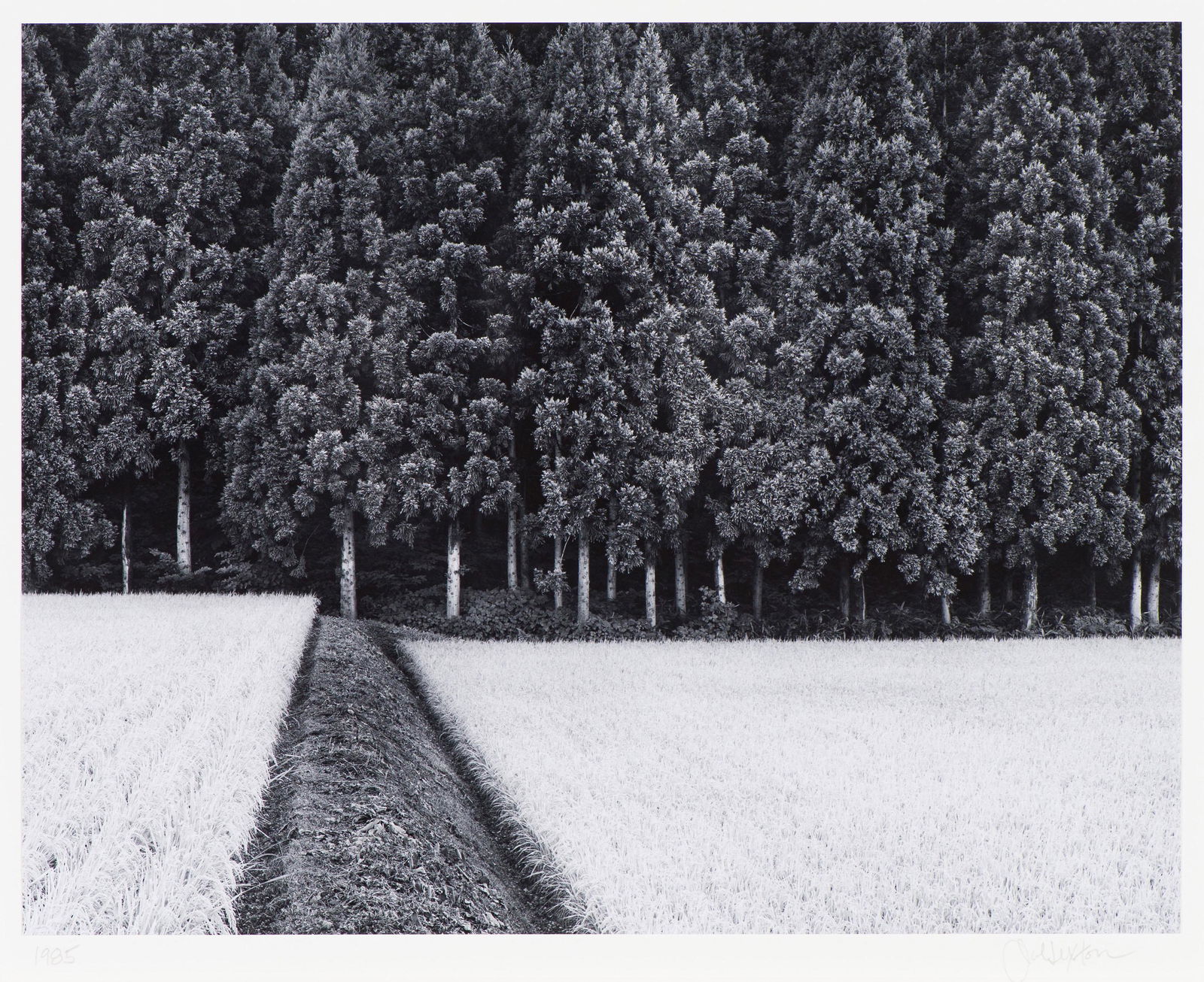 John Sexton Rice Field and Pine Forest, 1985, printed 1997: John Sexton (American, b. 1953) Rice Field and Pine Forest, 1985, printed 1997 Gelatin silver print mounted on archival board 10.25 x 13.125 (in) 16 x 20 (in) mount size Signed in pencil John Sexton,