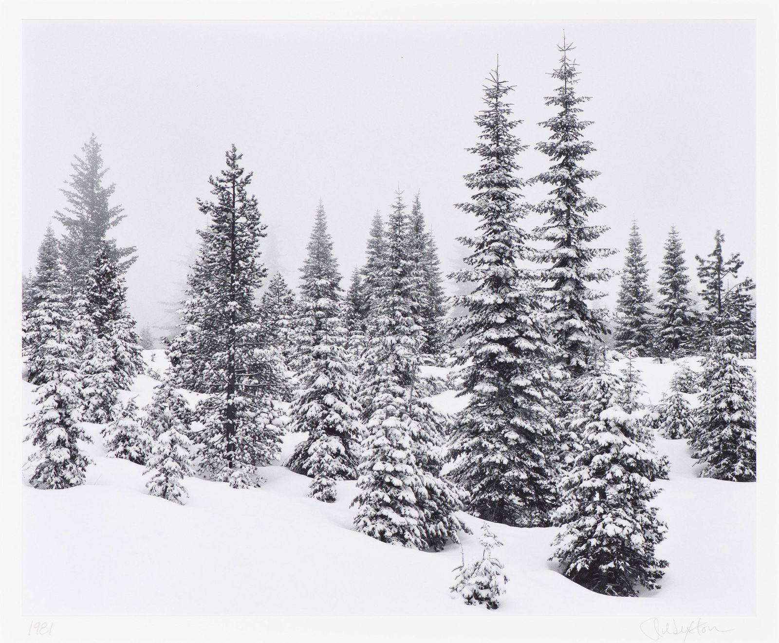 John Sexton Forest in Snow, 1981, printed 2005: John Sexton (American, b. 1953) Forest in Snow, 1981, printed 2005 Gelatin silver print mounted on archival board 10.5 x 12.9375 (in) 16 x 20 (in) mount size Signed in pencil John Sexton, lower right