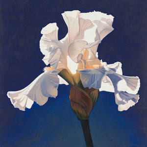 Ed Mell Iris