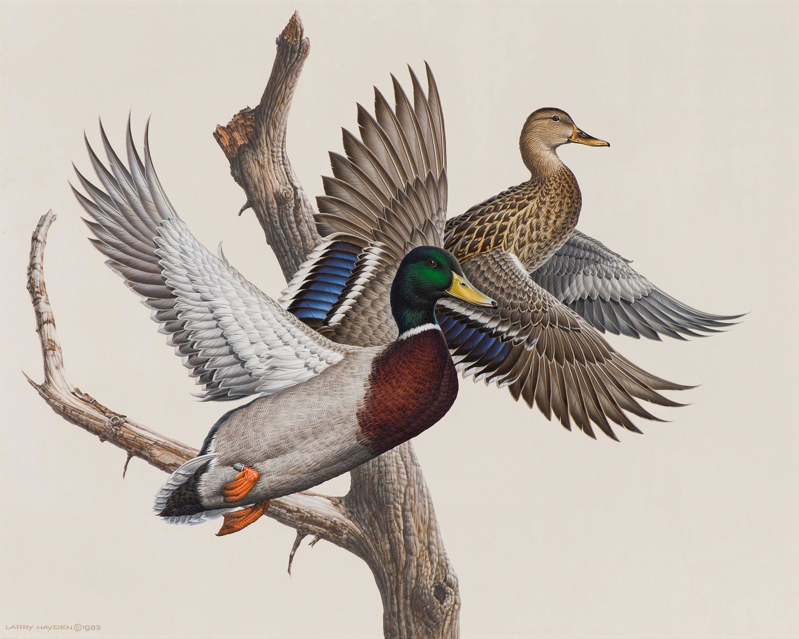 Larry Hayden Covey, 1983 (1 of 2)