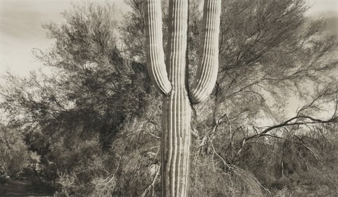 Dick Arentz Palo Verde and Saguaro, AZ, 1984