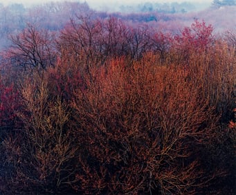 John Wawrzonek Budding Maple Trees at Sunrise (JW 4841)