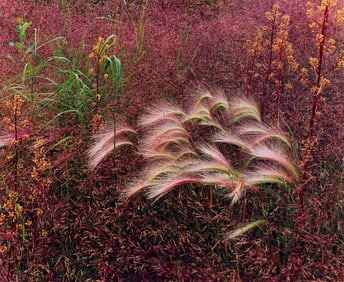 John Wawrzonek Textures in the Grass I (JW 0016), 1977