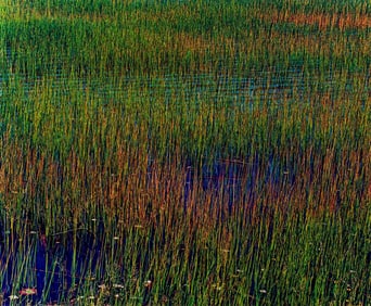 John Wawrzonek Green and Yellow Grass, Blue Water (JW 0176), 1986