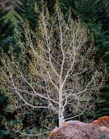 Christopher Burkett Spring Aspen and Lavender Stone, Colorado, 1987