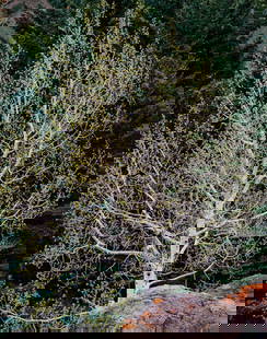 Christopher Burkett Spring Aspen and Lavender Stone, Colorado, 1987: Christopher Burkett (American, b. 1951) Spring Aspen and Lavender Stone, Colorado, 1987 Cibachrome print 23 x 18 (in) 37.75 x 31.5 x 1.25 (in) Framed Unsigned Provenance: Collection of Ryley, Carlock