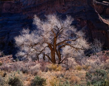 Christopher Burkett Cottonwood and Light, Utah, 1987